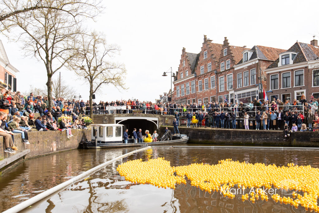 Duizenden gele badeendjes in de gracht van Dokkum